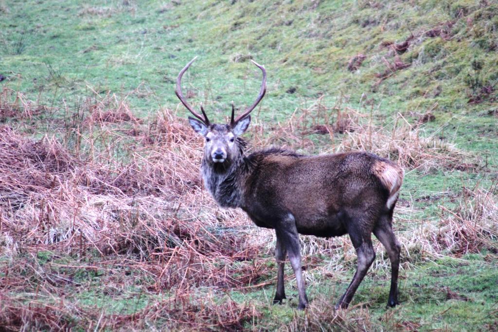 The Brander Lodge Hotel And Bistro Taynuilt Esterno foto